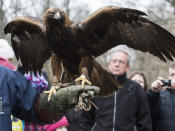 <p>Noch interessanter war für die Besucher der Tierpark Hellabrunn in München. Hier locken coole Attraktionen wie die Greifvogel-Show, bei der die Vögel aus nächster Nähe und in Aktion bestaunt werden können. (Bild-Copyright: Sebastian Widmann/ddp images) </p>