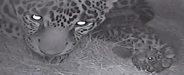 First-time jaguar mother Babette cuddles with her new cub born in April. Its gender has not been determined.