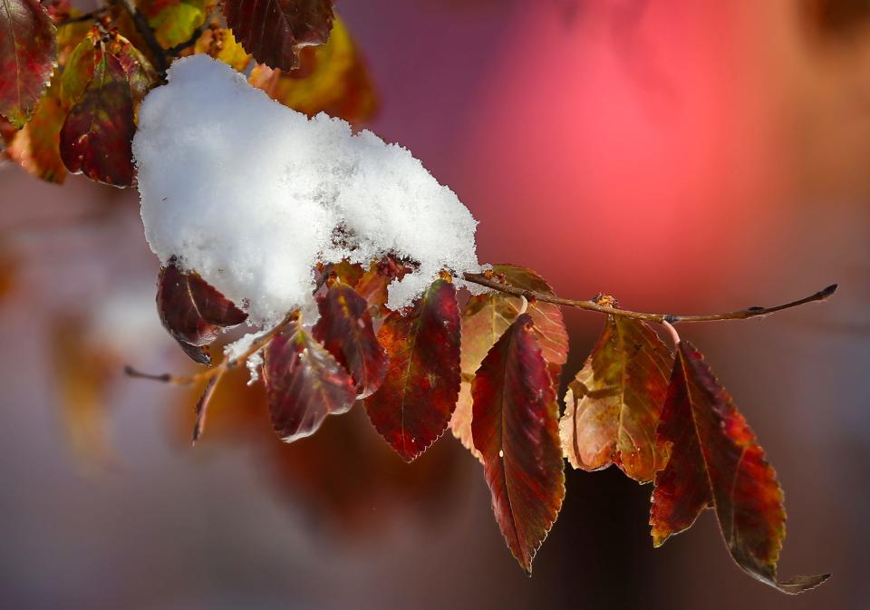 Snow clings onto a tree branch in downtown Kent on Monday morning.