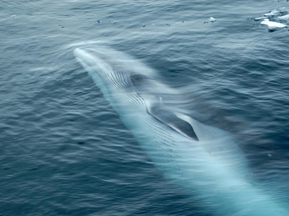 Figures obtained by Whale and Dolphin Conservation show that more than 570 minke whales have been killed in the 2021 season around Norway  (Getty Images)
