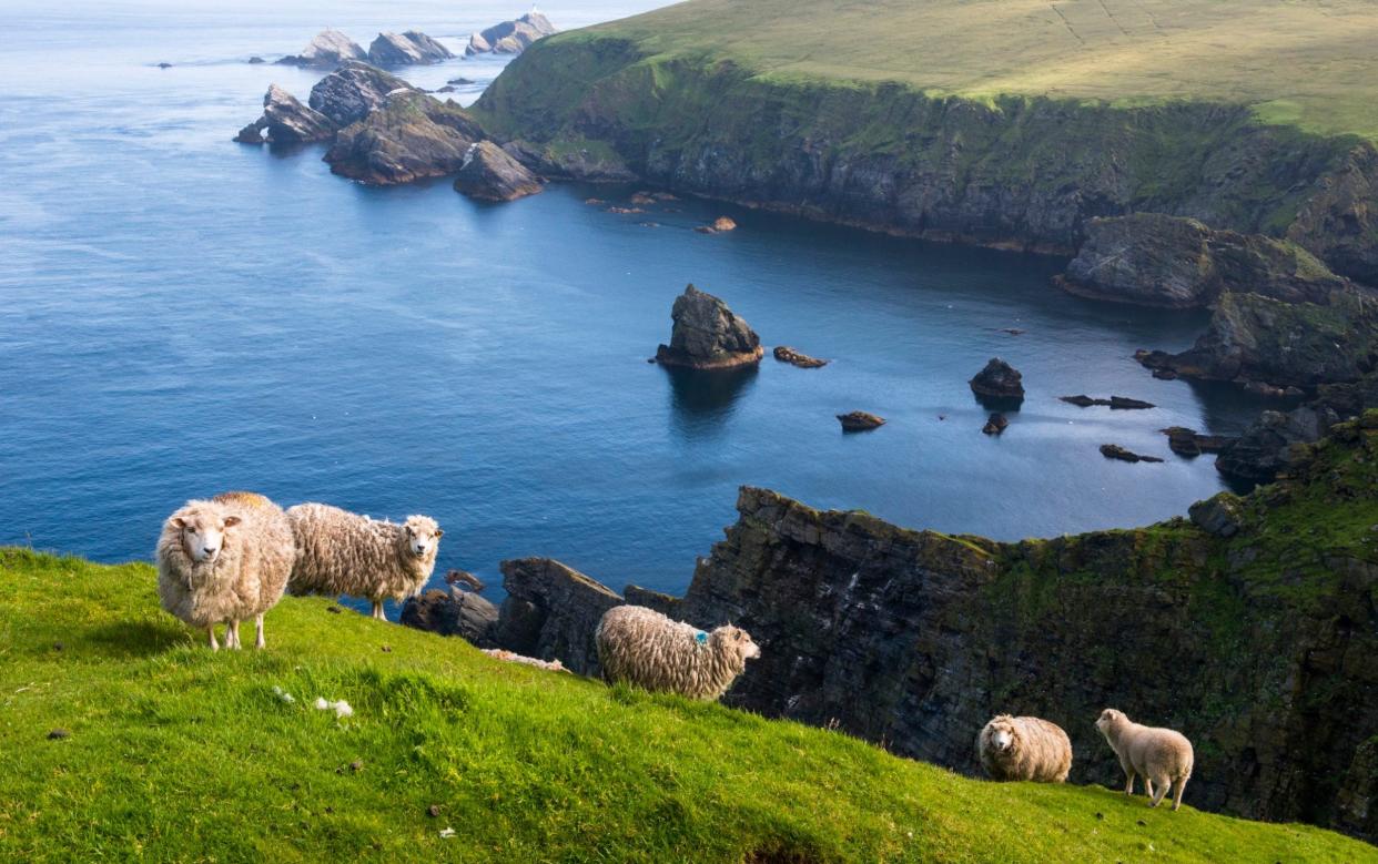 Shetland sheep at a clifftop edge