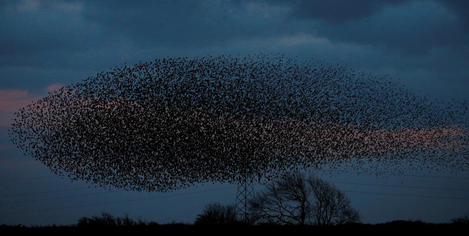<p>A murmuration of starlings near the town of Gretna Green, Scotland, Nov. 9, 2017. (Photo: Phil Noble/Reuters) </p>