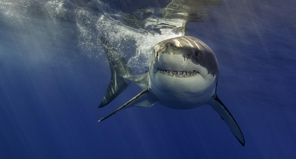 White shark on the surface with it's fins down ready to pounce.