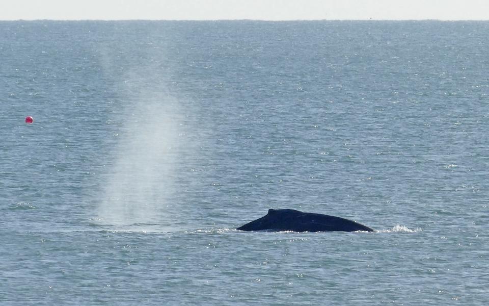 Whale watchers warned to stay away from humpback spotted off south Devon coast