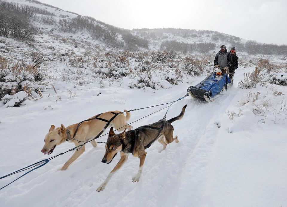 Luna Lobos Dog Sledding owner Fernando Ramirez, center, takes two clients dog sledding at Rancho Luna Lobos in Peoa, Utah, on Thursday, Jan. 11, 2024. Tina Vietri rides in the front and Dave Vietri is in the back. | Kristin Murphy, Deseret News