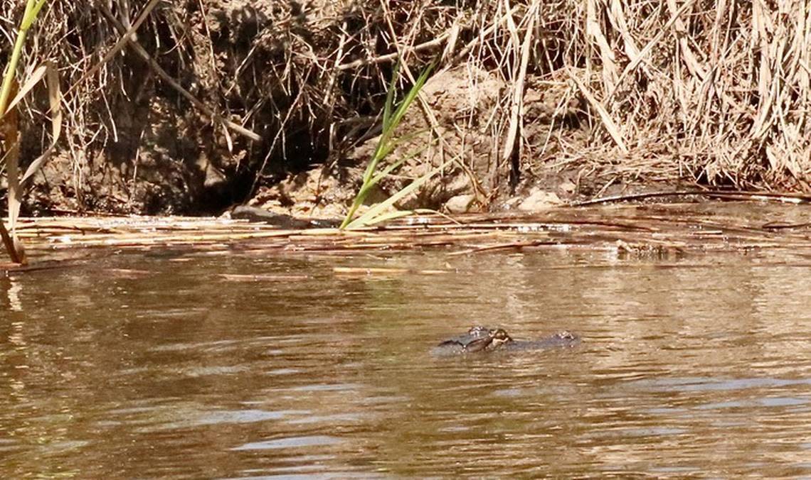 An alligator cruises the waterways.