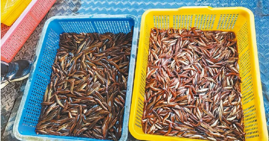 南投縣農業處截至7月底，已經電撈超過1萬尾魚虎幼苗，但8月接連颱風來襲電撈量也銳減。（圖／南投縣政府提供／曾雪蒨南投傳真）