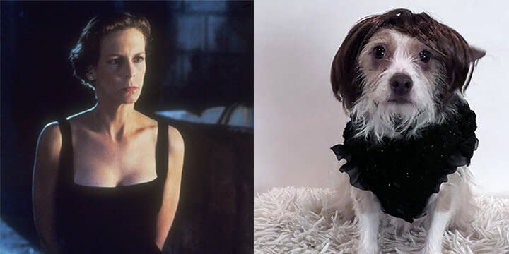 Rescue Dogs Dress Up As Characters from Jamie Lee Curtis Films to Honor Her 2023 SAG Awards Win True Lies