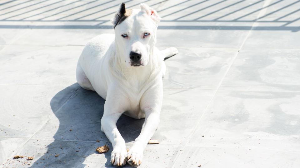 Dogo Argentino