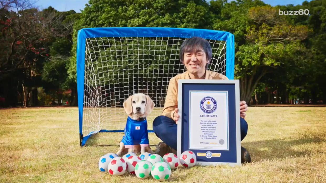 Amazing Dog Can Catch World-Record-Breaking Number of Balls