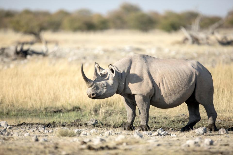 See black rhinos on a conservancy safari around Namibia (Shutterstock / 2630ben)