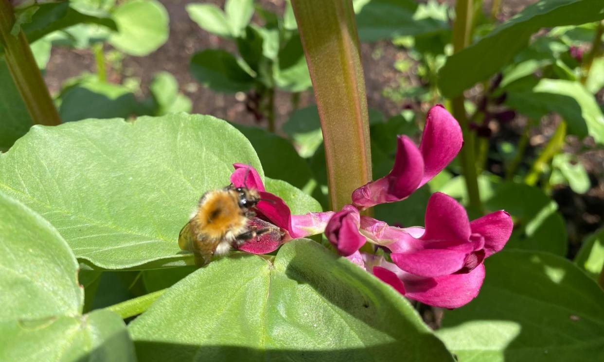 <span>Soaking up the sunshine: a visitor to the crimson-flowered broad beans.</span><span>Photograph: Allan Jenkins</span>