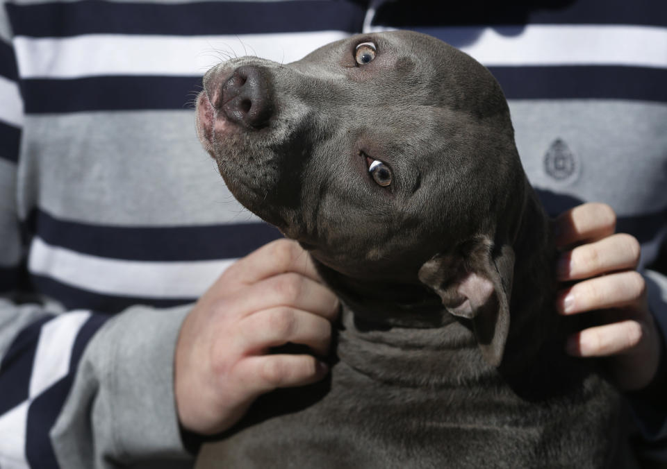 Cameron Younglove plays with a pit bull terrier named Sooke at his kennels near Eudora, Kan., Sunday, March 9, 2014. For much of the past three decades, pit bulls have been widely regarded as America’s most dangerous dog _ but attitudes have softened considerably since then as animal activists and even television shows cast the dogs in a more positive light. (AP Photo/Orlin Wagner)