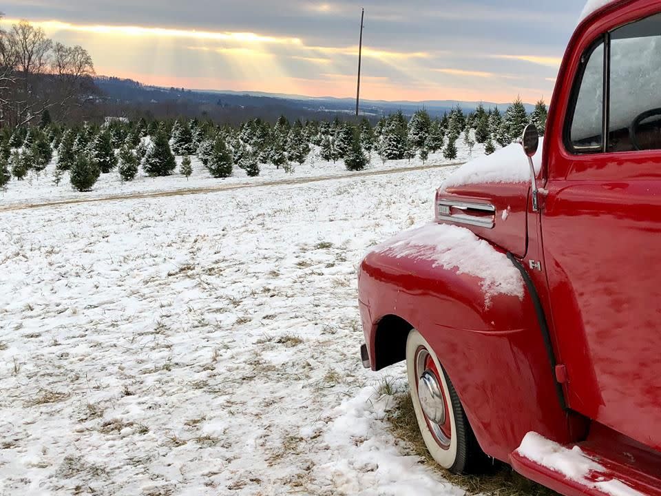 Virginia: Snicker’s Gap Christmas Tree Farm, Round Hill