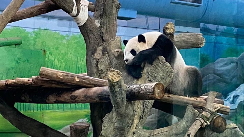 「圓仔」正值假孕期，經常懶洋洋活力低。（圖／台北市立動物園提供）