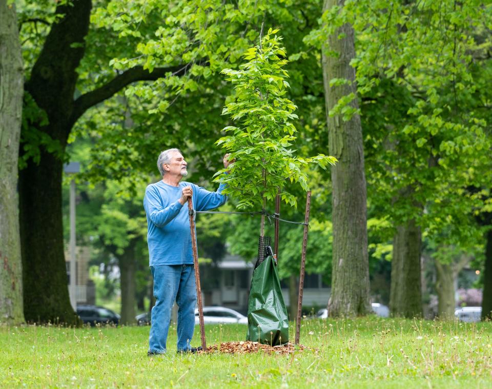 Henry Szymanski, Board member of the Humboldt Park Friends, checks for storm damage on a tree that was planted this year in Humboldt Park in Bay View, part of a tree planting program in Milwaukee to increase canopy cover throughout the city.