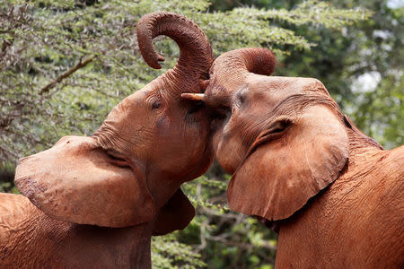 FILE PHOTO: Baby elephants play at the David Sheldrick Elephant Orphanage in the Nairobi National Park, near Nairobi, Kenya, April 14, 2018. REUTERS/Baz Ratner/File Photo