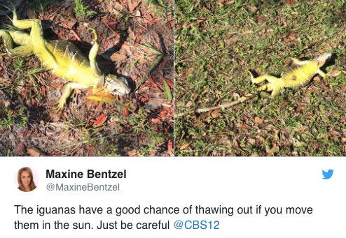 A local reporter had a similarly unsettling experience. Source: Instagram/@MaxineBentzel