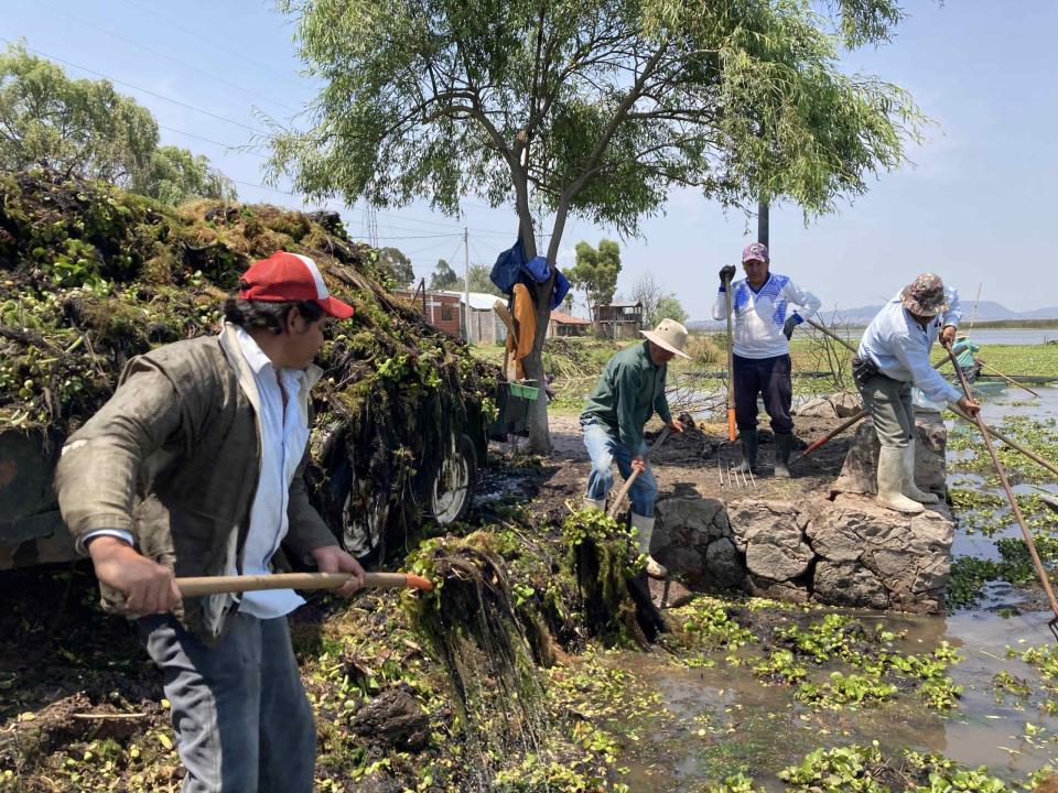 Pobladores trabajan en el retiro del lirio de la laguna. Foto: Uriel Gámez.