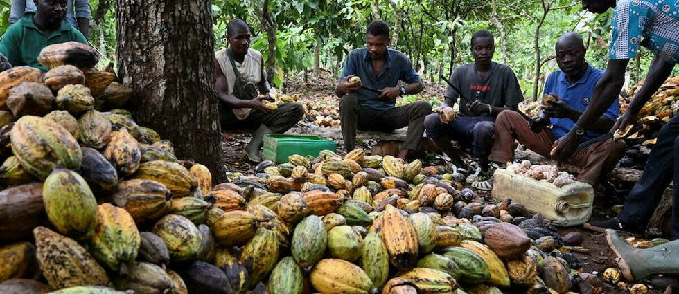 La culture de cacao est la 4e cause de déforestation au monde, derrière la culture du soja et la production d’huile de palme.  - Credit:ISSOUF SANOGO / AFP