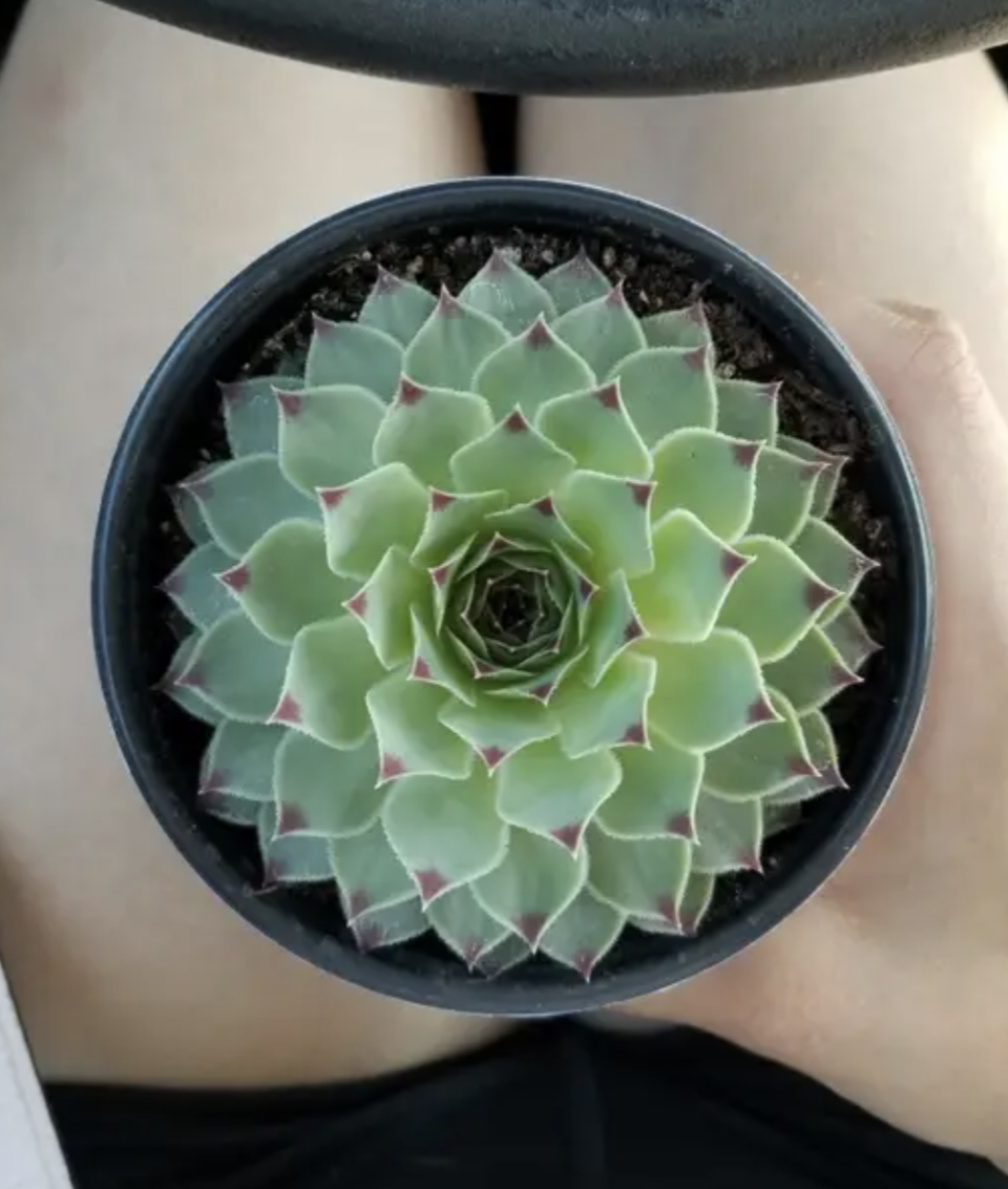 Succulent plant with pointed leaves in a pot held between a person's knees