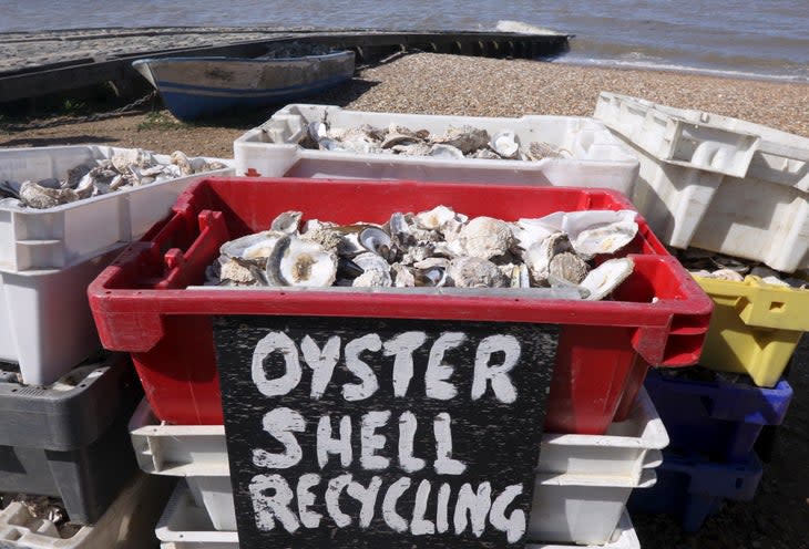 oyster shell recycling