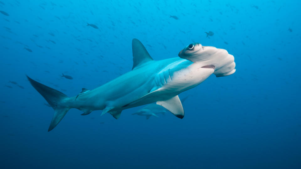 A scalloped hammerhead shark swimming.