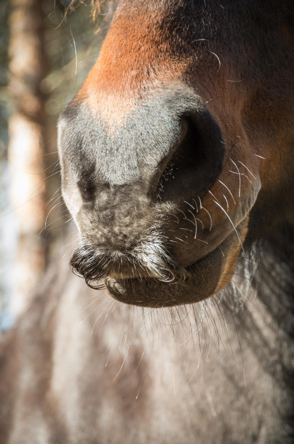 A horse with a mustache