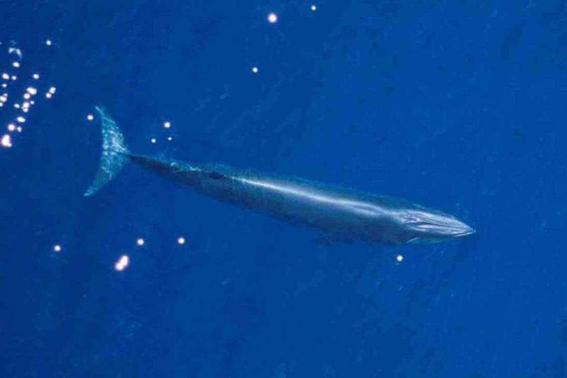 The National Oceanic Atmospheric Association is proposing a rule change to protect endangered Gulf of Mexico Bryde’s whales. West Coast Florida ports are objecting to the rule change, saying that it goes too far. NOAA photo