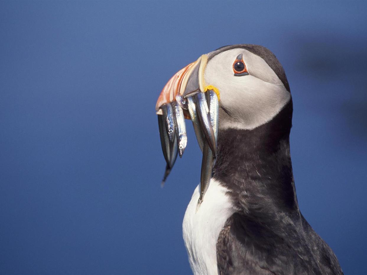 The Atlantic puffin is vulnerable to extinction: RSPB