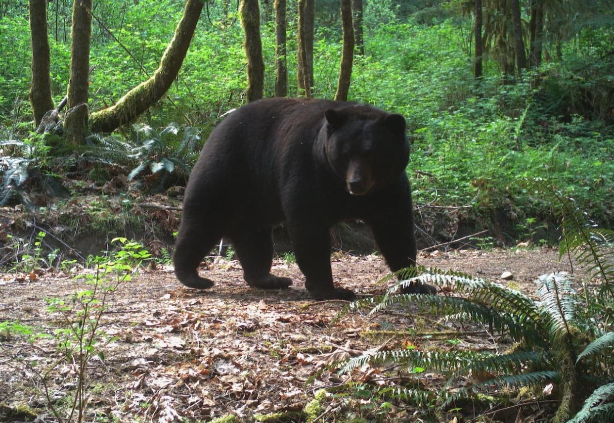 A black bear is pictured in this file photo. Parks Canada says two black bears, an adult and a cub, were put down last week. (Cole Burton/UBC WildCo - image credit)