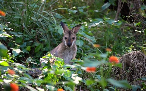 The marsupials are typically found in eastern Australia or Tasmania - Credit: istock