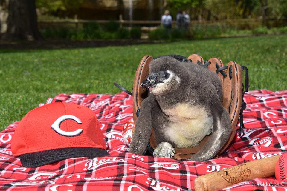 The Cincinnati Zoo & Botanical Garden has picked the name Larkin for its 6-week-old African penguin, in honor of former Cincinnati Reds shortstop Barry Larkin.