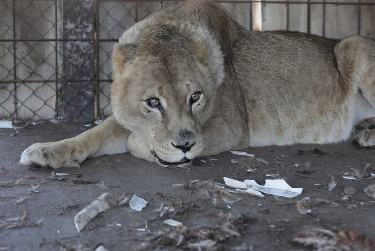 La leona Angie, en la jaula del exzoológico de Daireaux