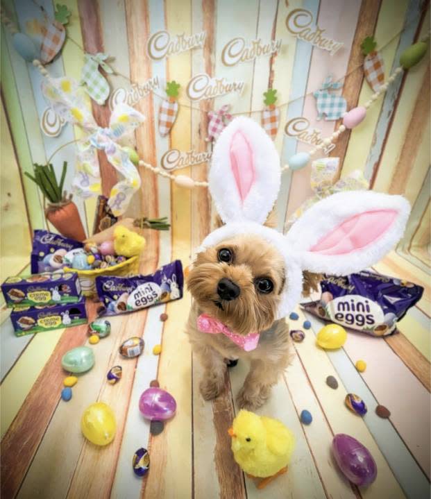 Harper, an 8-year-old yorkie from West Valley City, Utah. Harper is a semi-finalist in Cadbury’s Bunny Tryouts.