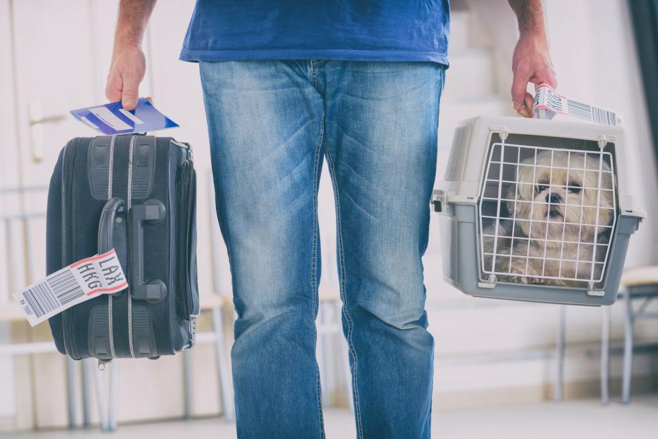 Fliegt Ihr Hund in der Kabine mit, denken Sie unbedingt daran, dass die Transporttasche auslaufsicher ist. Damit es keine feuchte Überraschung gibt, legen Sie eine saugfähige Unterlage hinein. (Bild: iStock / humonia)