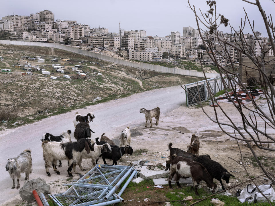 Un grupo de cabras pastando en Jerusalén oriental, junto al muro que rodea el campo de refugiados de Shuafat, Israel, el 8 de marzo de 2022. (AP Foto/Oded Balilty)