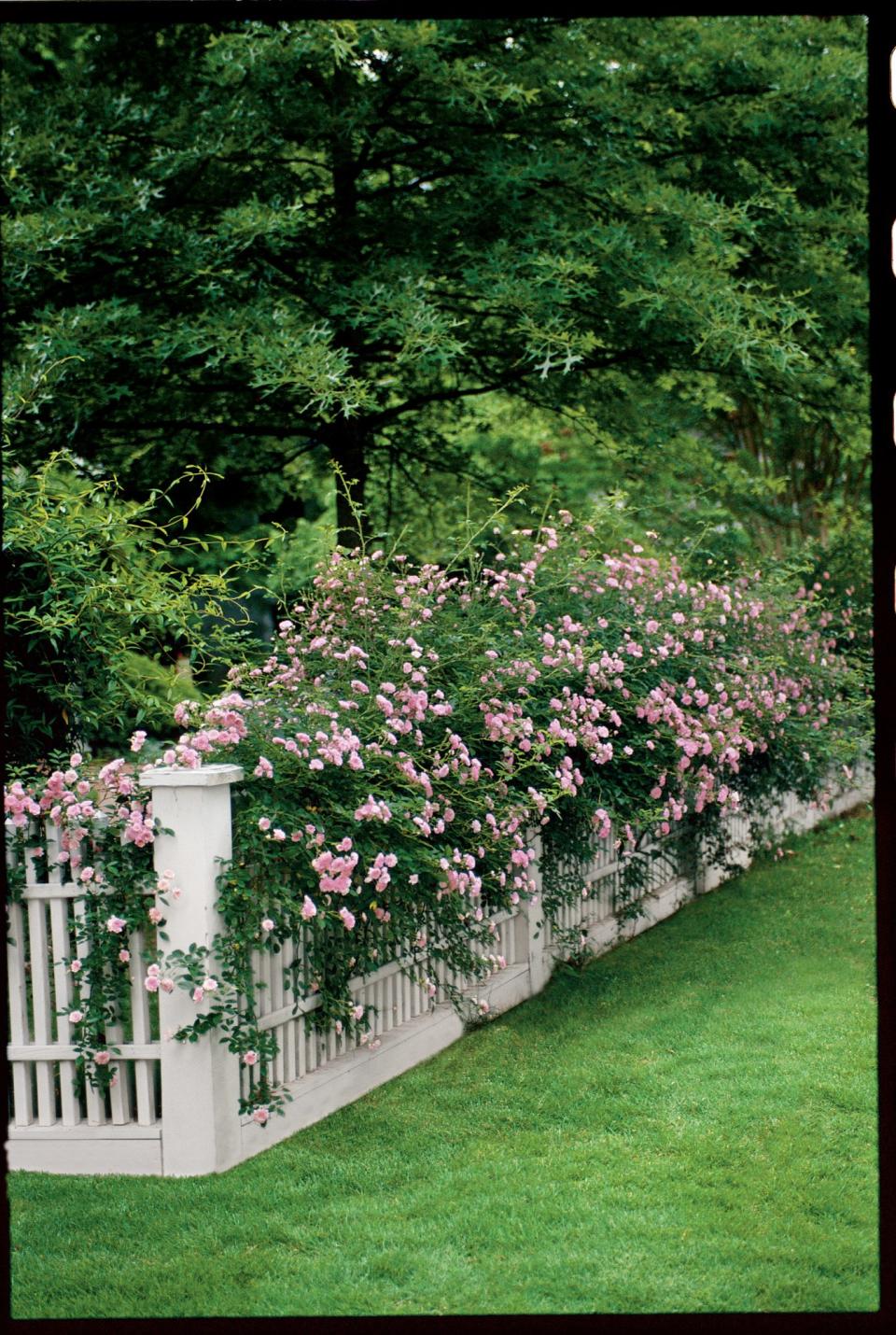 Climbing Roses