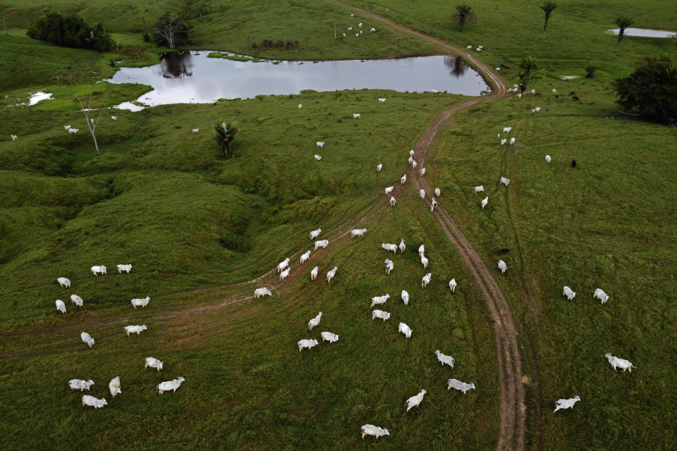 Cowboys manage a herd of Nellore cattle on the pasture of Fazenda Itaituba, a farm in the municipality of Bujari, near the city of Rio Branco, Acre state, Brazil, Tuesday, May 23, 2023. (AP Photo/Eraldo Peres)