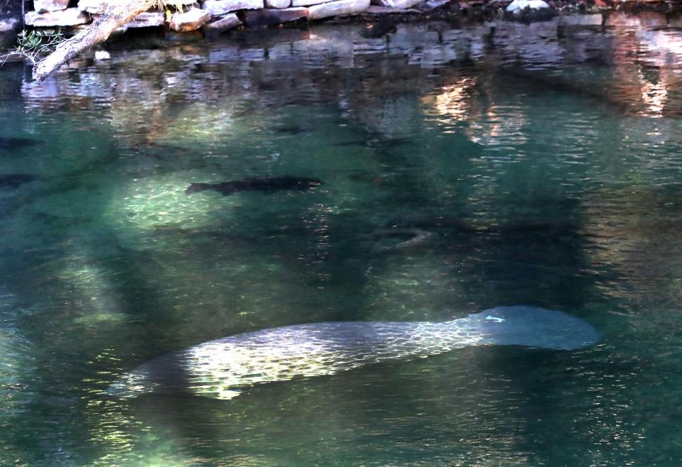 A manatee lounges on Tuesday in the spring run at Blue Spring State Park in Orange City. This week's cold weather yielded a record count of 663 manatees, in the spring on Tuesday.