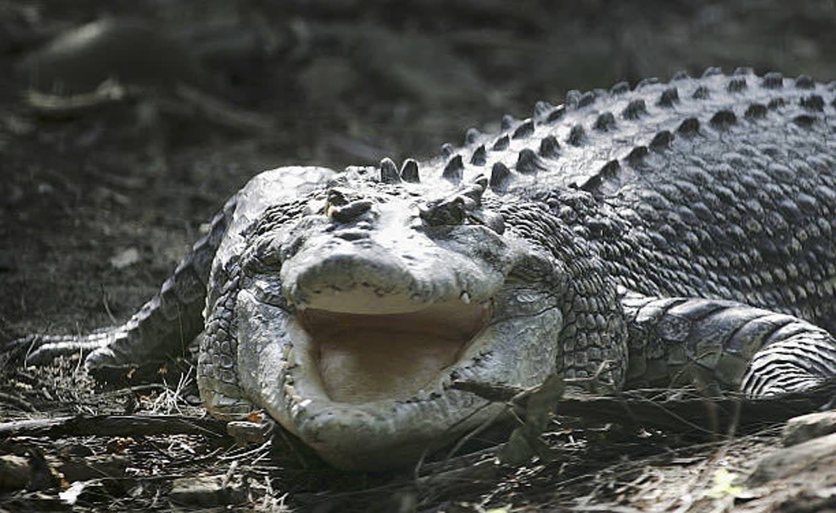 A stock image of a saltwater crocodile (Getty Images)