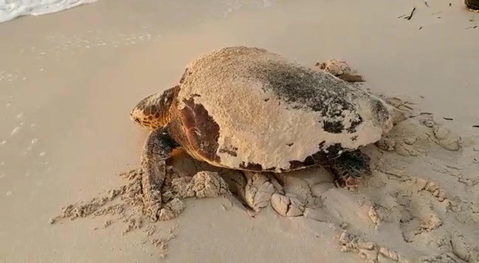 A loggerhead sea turtle is seen on the sand after spawning on a beach.