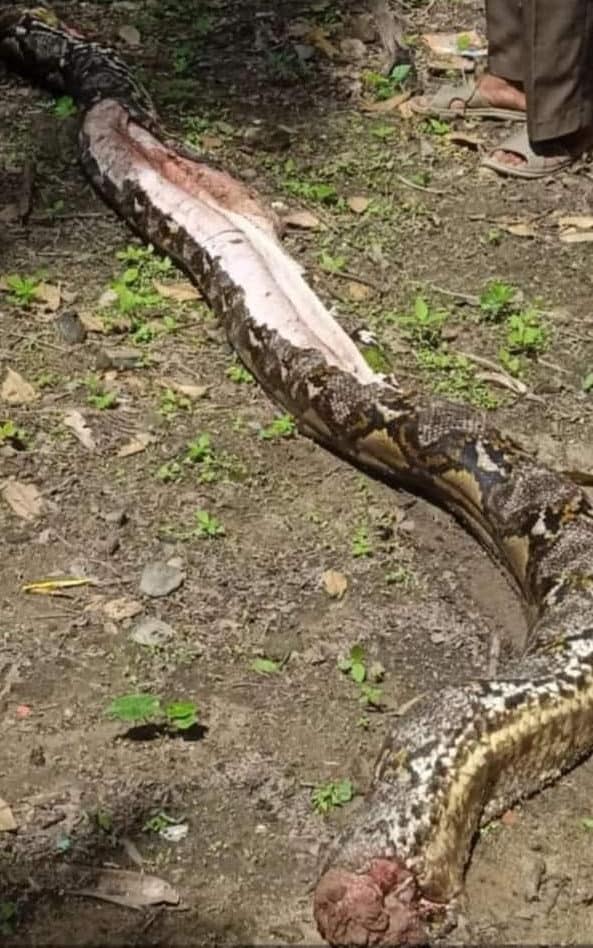 The remains of the giant python after it was sliced open by villagers - Viral Press