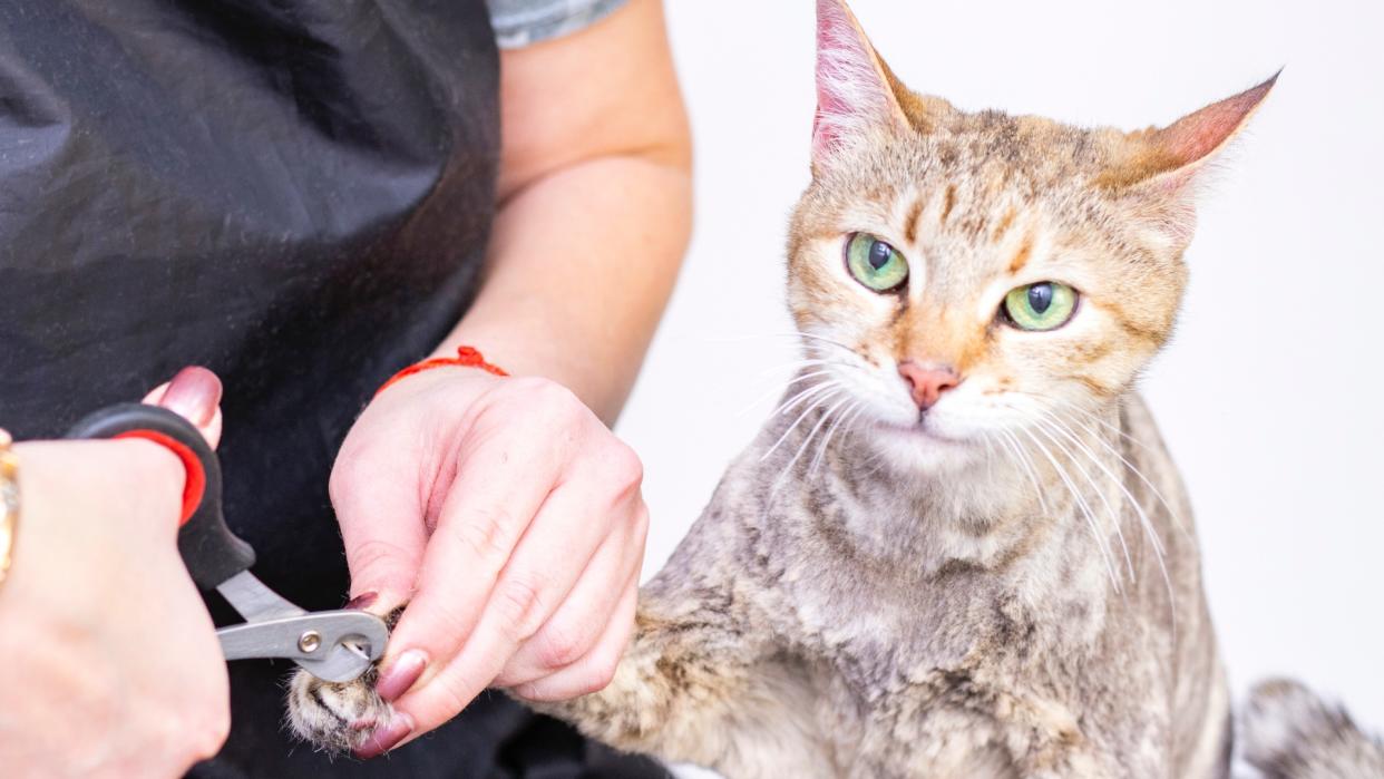  Cat getting nails trimmed 