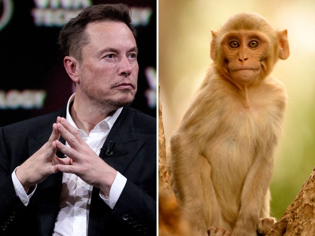 Elon Musk's neural interface technology company Neuralink euthanized a monkey (not pictured) after their implants ruptured her brain, per records obtained by Wired.