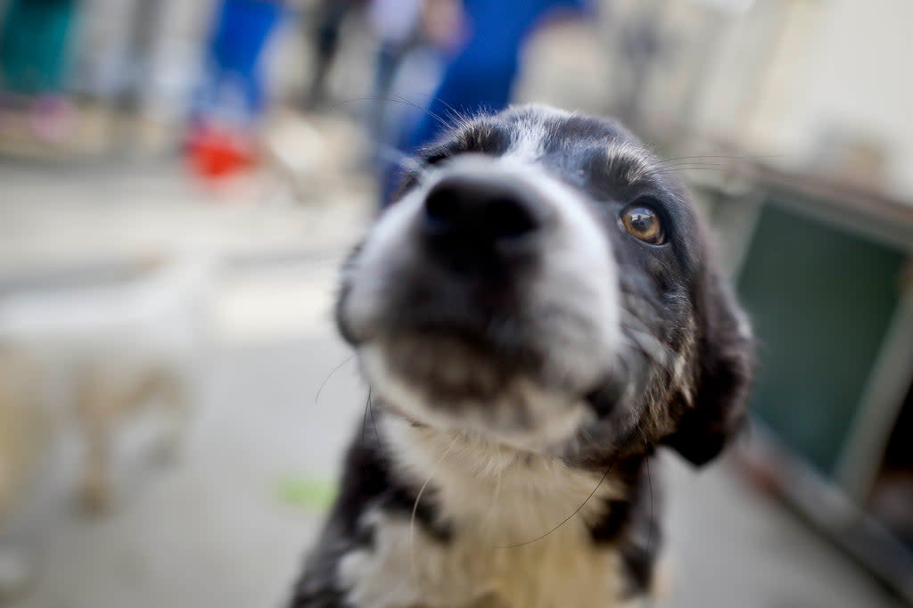 Prime Minister Boris Johnson has previously denied intervening to bring Nowzad staff and animals to Britain (Ben Birchall/PA) (PA Archive)