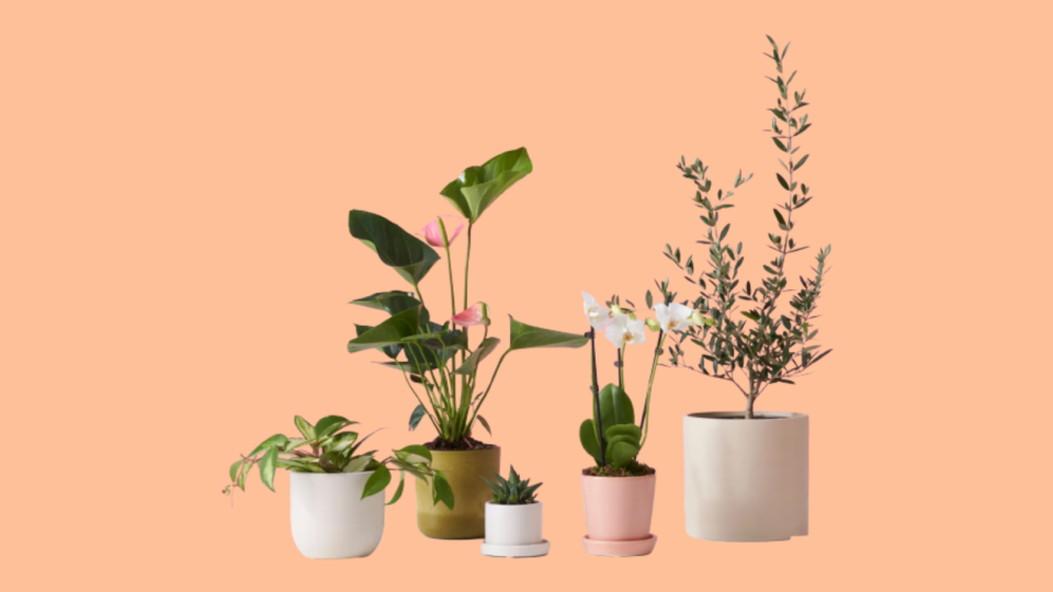 Get a variety of wonderful plants delivered straight to your door with The Sill.