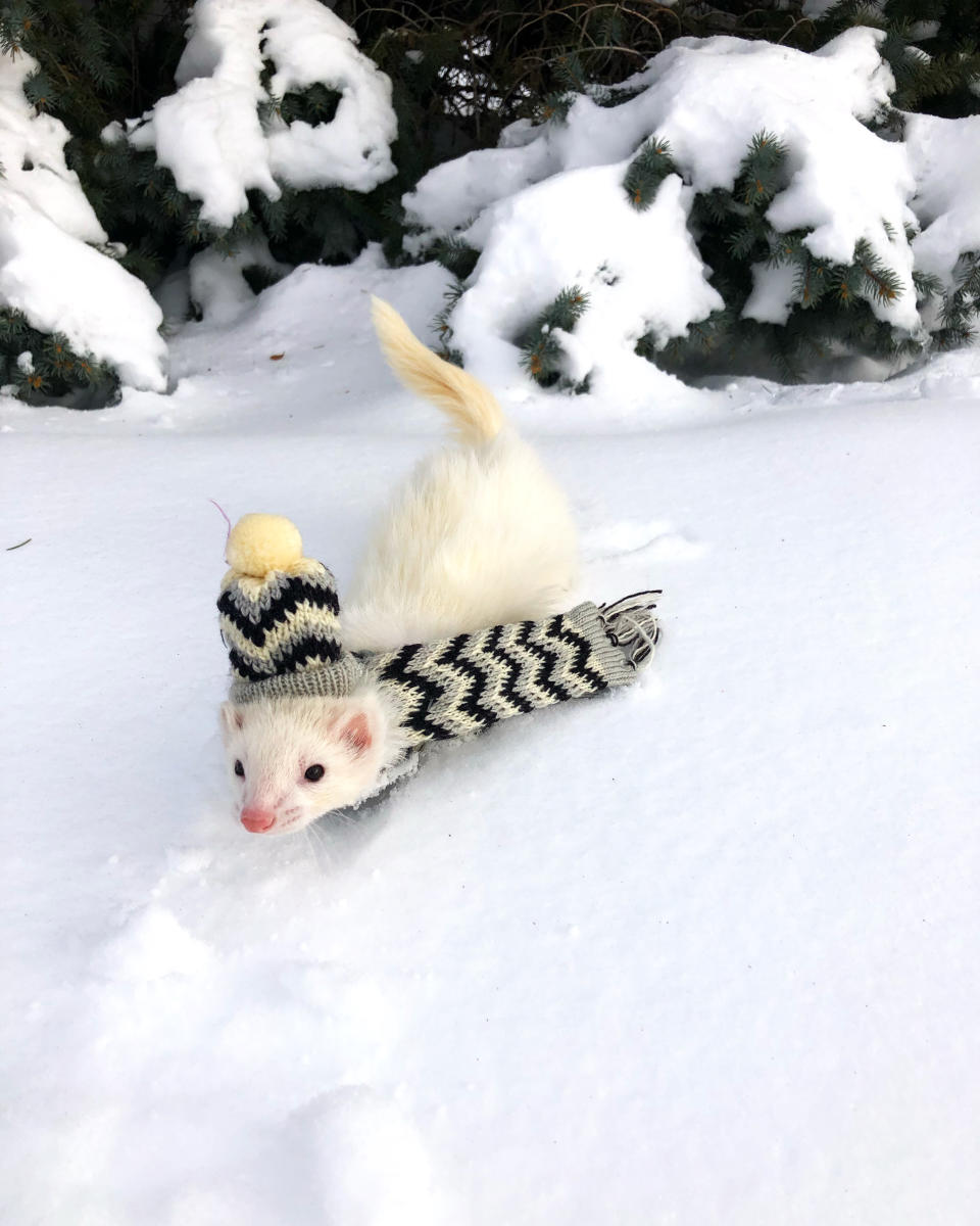 Oliver the Hiking Ferret in snow. (Lauren Smith)