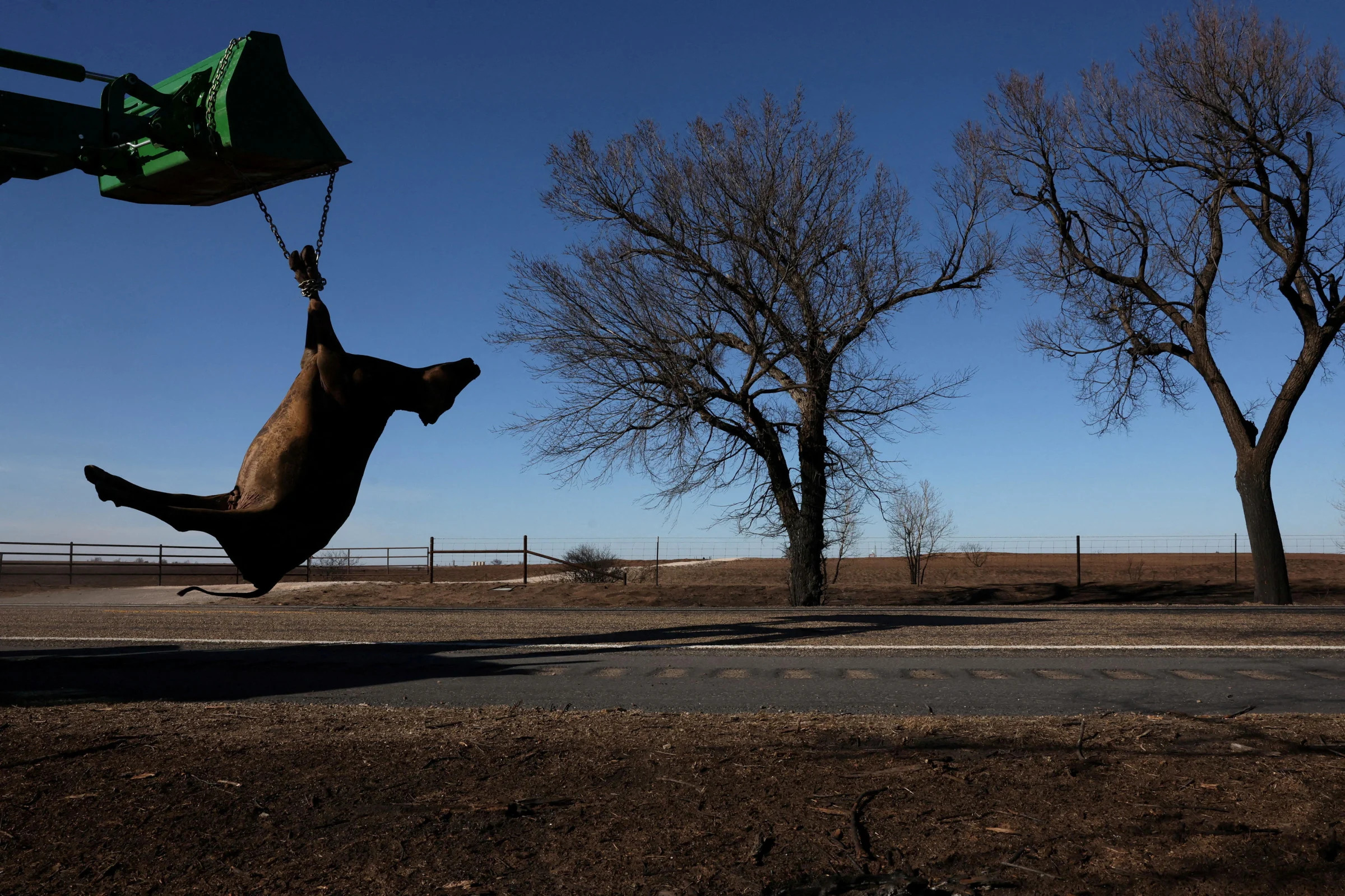 The body of a cow, killed by the recent wildfires, is moved to a trailer by Chuck Morgan near Canadian, Texas, U.S., March 1, 2024. / Credit: Leah Millis / REUTERS