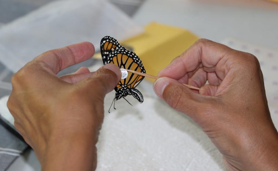 Wilson said monarch butterflies are tagged each year in an effort to track their migration to Mexico and monitor their health and population. 